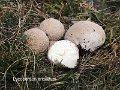 Lycoperdon ericaeum-amf2076-1